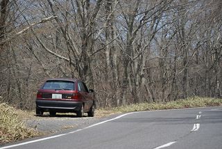 Astra in forest