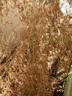 Brown cilantro