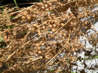 Coriander seeds
