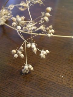 Coriander seeds2