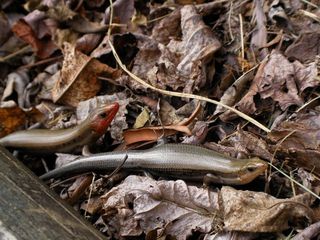 Lizards