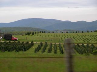 ChristmasTreeFarm