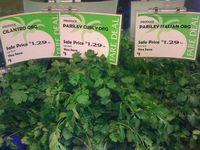 Cilantro