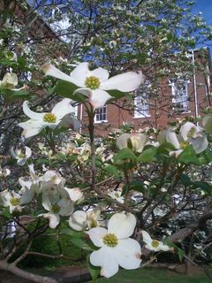 Dogwood1