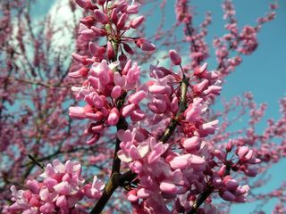 RedBud_1