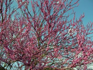 RedBud_2