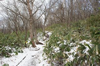 Numappara bog, Nasu 11