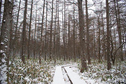 Numappara bog, Nasu 5