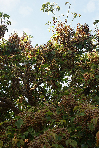 DSC04539