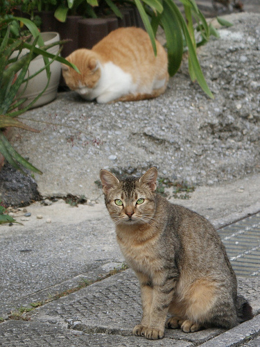 シーサー3