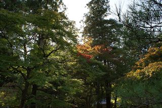 紅葉発見！