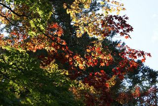 紅葉部分拡大図