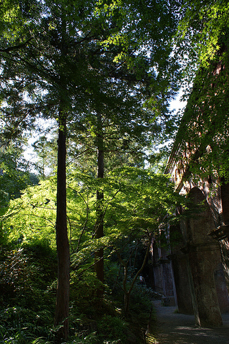 Green leaves and Biwako canal