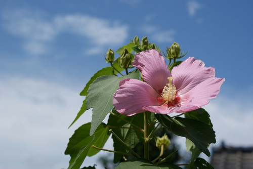Flower in Kagoshima