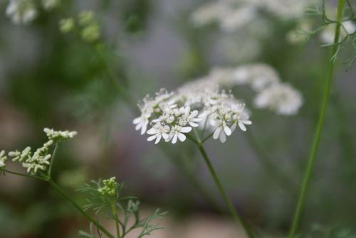 Paxi flower