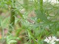 Caterpiller