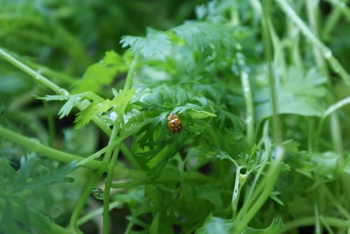 Ladybug
