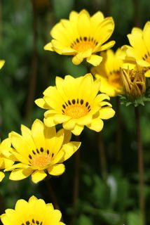 Yellow flower2