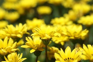 Yellow flower3