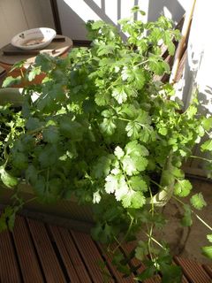 Cilantro090427