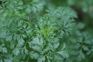 Cilantro090505