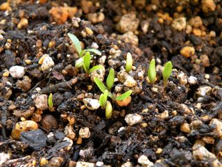 Paxi_seed_leaf