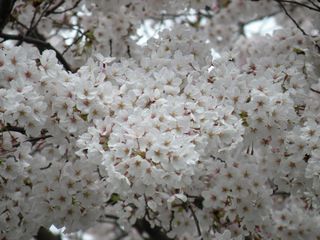 満開の桜