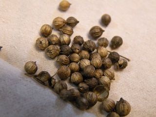 Cilantro seeds