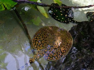 Stingray