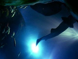 Sea_creatures