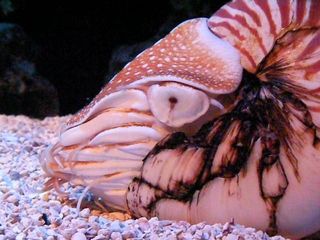 Nautilus