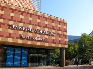 TennesseeAquarium