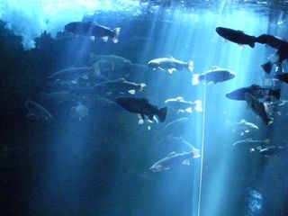 Blue_aquarium1