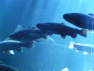 Blue_aquarium2