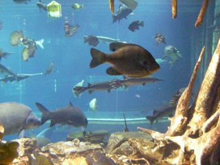 Big_aquarium2