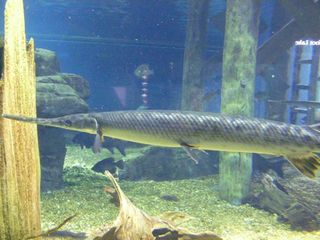 Big_aquarium1
