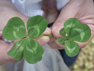 Clover0705