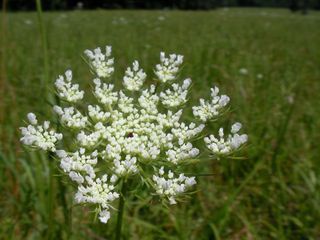SmallWhiteFlower