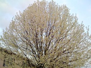 BradfordPearTree
