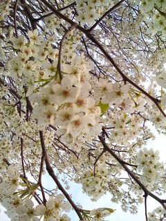 BradfordPearTree2