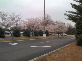 CherryBlossoms