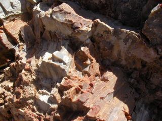 PetrifiedTree