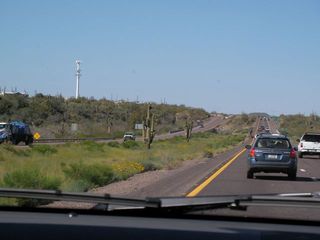 Cacti